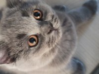 2 aylık british shorthair yavruların sahiplerini bekliyor