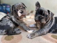 A Kalite Erkek Ve Dişi Fransız Bulldog Yavrularımız