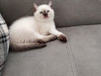A kalite garantili british shorthair yavrularım