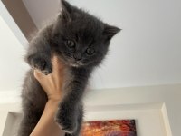 3 Aylık British Shorthair Yavru