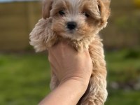 En iyi kore maltipoo yavruları