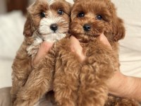 Maltipoo cinsi yavrular