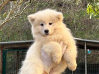 KIF/FCI ŞECERELİ MÜKEMMEL KALİTE SAMOYED YAVRULAR