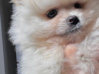 Pomeranian Boo Bebek