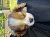 Muhteşem cavalier king charles erkek son yavru