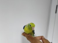 Yavru Forpus Papağanı