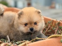 Pomeranian Boo 3 Aylık Köpeğimiz