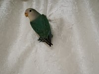 Yavru sevda papağanı