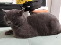 British shorthair