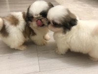 Erkek shih tzu pandalar