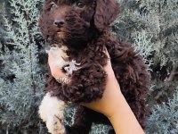 Lagotto Romagnolo
