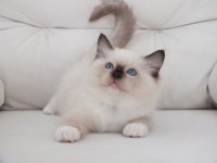 Full şecereli ragdoll yavruları