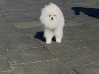 Üst Kalite Pomeranian Boo İsteyenlere