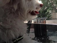 Maltipoo köpeğim