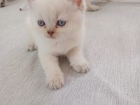 British longhair ve shorthair blue point