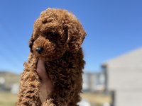 Show kalite kore toy poodle lar ziyarete açık