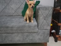 Şivava 1.5 aylık chihuahua