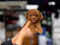 En Özel Safkan Şecereli Poodle Yavrular