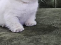 2 aylık cins kediler blue point oyuncu kedisi