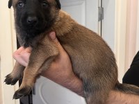 Safkan Irk Garantili Malinois Köpekler