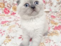 Scottish Fold Yavrular