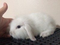 Orjinal Hollanda lop ve cüce tavşanlarım