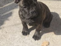 French Bulldog safkan