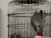 Muhteşem Hareketli Konuşan Jako Papağanımız