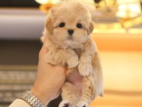 Saglık Ve Irk Garantılı Maltıpoo Bebeklerım