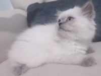 Kaliteli tatlı british shorthair yavrular