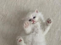 BEYAZ BRITISH LONGHAIR