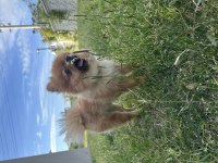 Pomeranian 11 aylık
