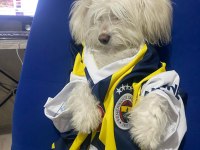 10 aylık 0 numara terrier maltese