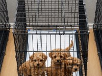 Orjinal Teacup Maltipoo Garantili