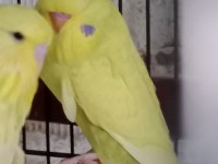 KONUŞTURMALIK RENK GÜZELİ SHOW JUMBO KUŞLAR VE ANAÇLAR