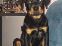 Koca kafa rottweiler