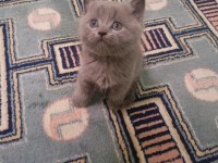 Anne British longhair baba British shorthair