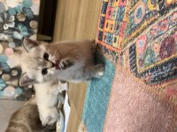 45 günlük A kalite scottish fold yavrular