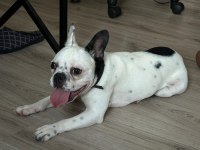 8 Aylık Tüm Aşıları Kimlik Çip Tam Dişi French Bulldog