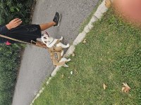 İngiliz bulldog