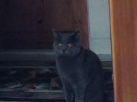 1. Kalite british shorthair
