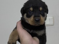 Kaliteli Rottweiler Yavrularımız