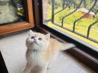 Saf Kan Golden British Shorthair Yavrular (Wcf kayıtlı)