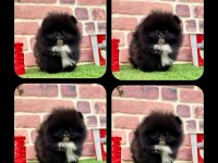 ORJİNAL POMERANİAN BOO YAVRULARIMIZ