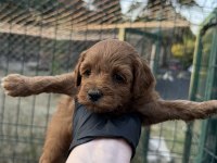 Red Brown Maltipoo Yavrum