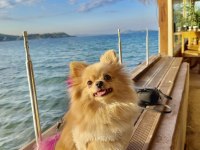 Pomeranian köpeğimiz izmir