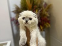 SCOTTISH FOLD BLUE POİNT YAVRULARIMIZ