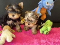 Ankaranın en güzel tea cup yorkshire terrier leri