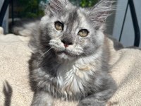 SAĞLIK VE IRK GARANTİLİ MİNİK DEV KEDİLERİMİZ
