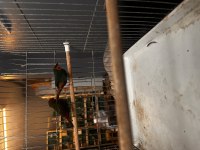 PARROT FİNCH